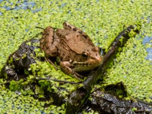 Green Frog in Huntley Meadows by Ana