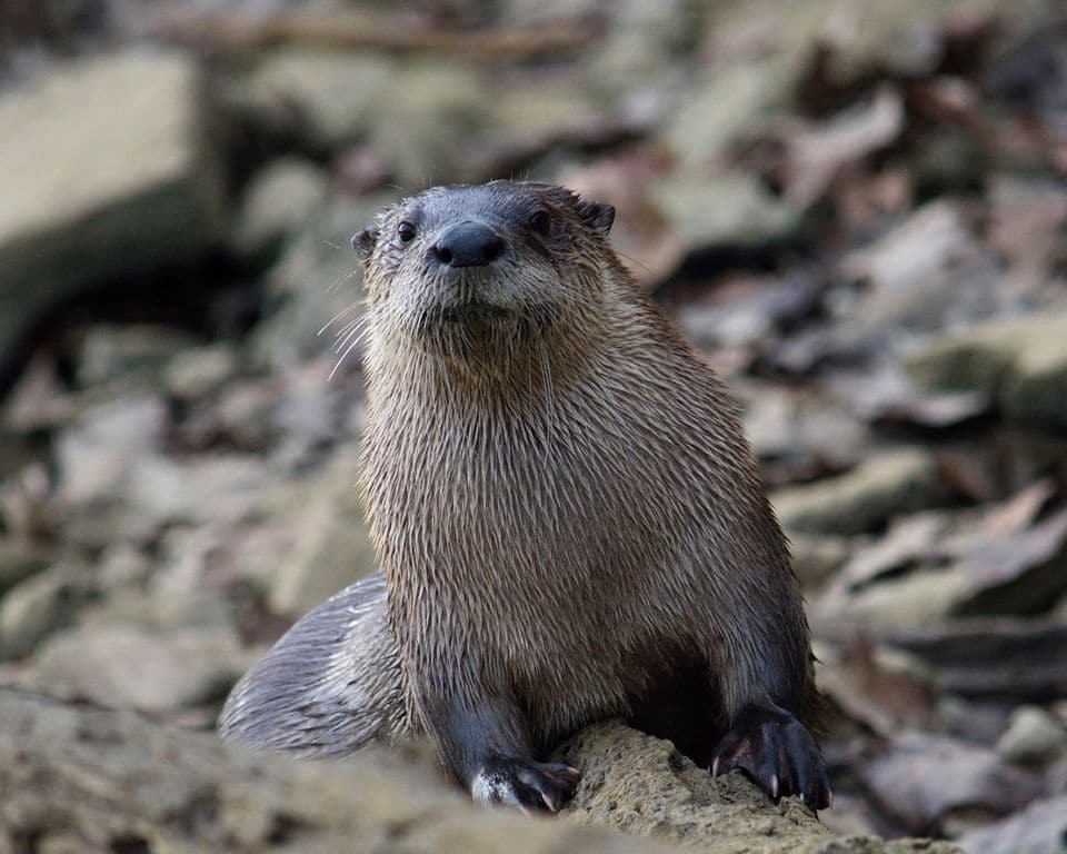 Brown river otter on sandy, rocky shore