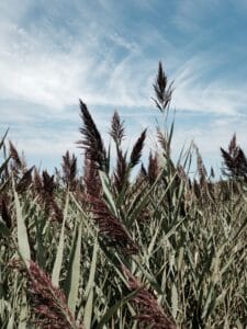 Brown Phragmites stalks against a cloudy blue sky