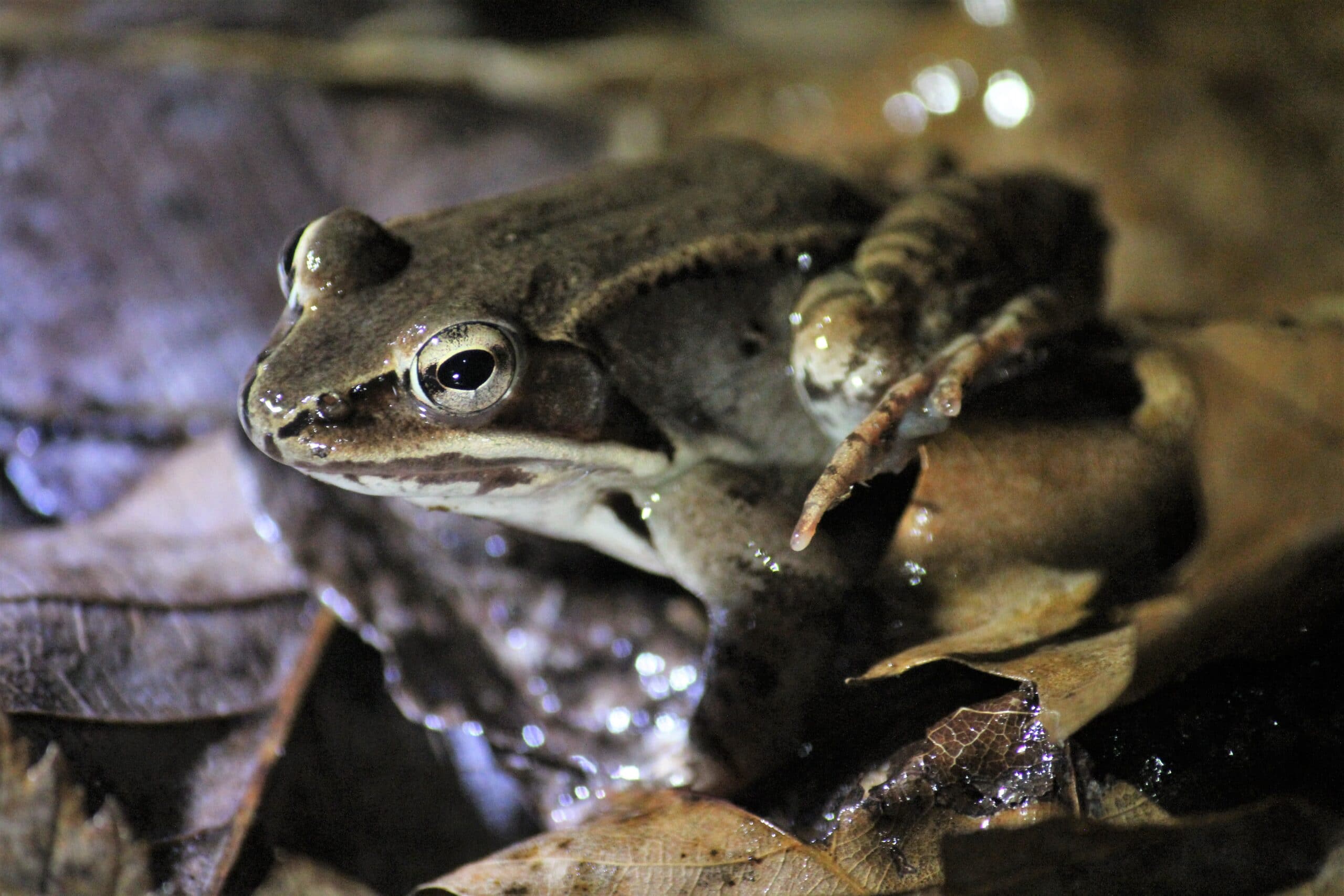 A frog sitting atop a pile of leaves.