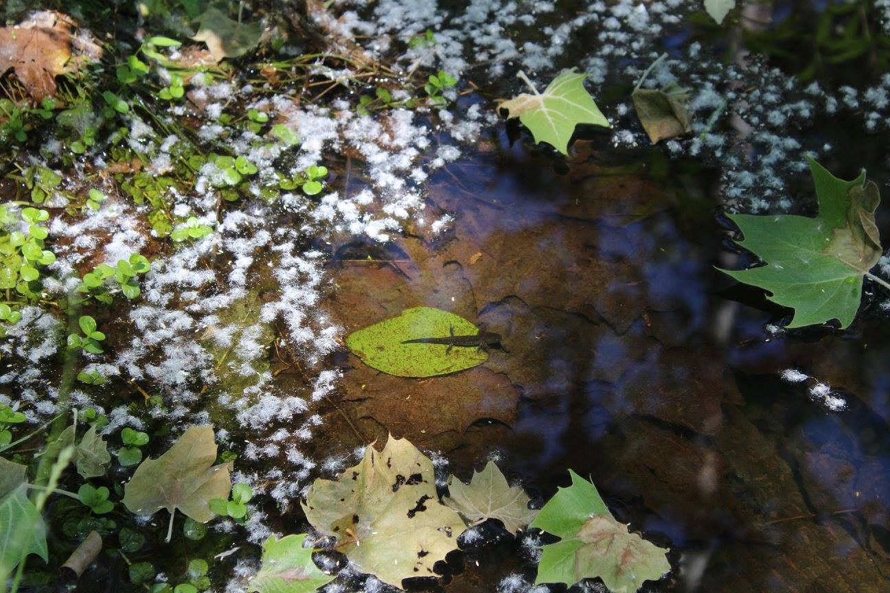 A hidden salamander underwater.