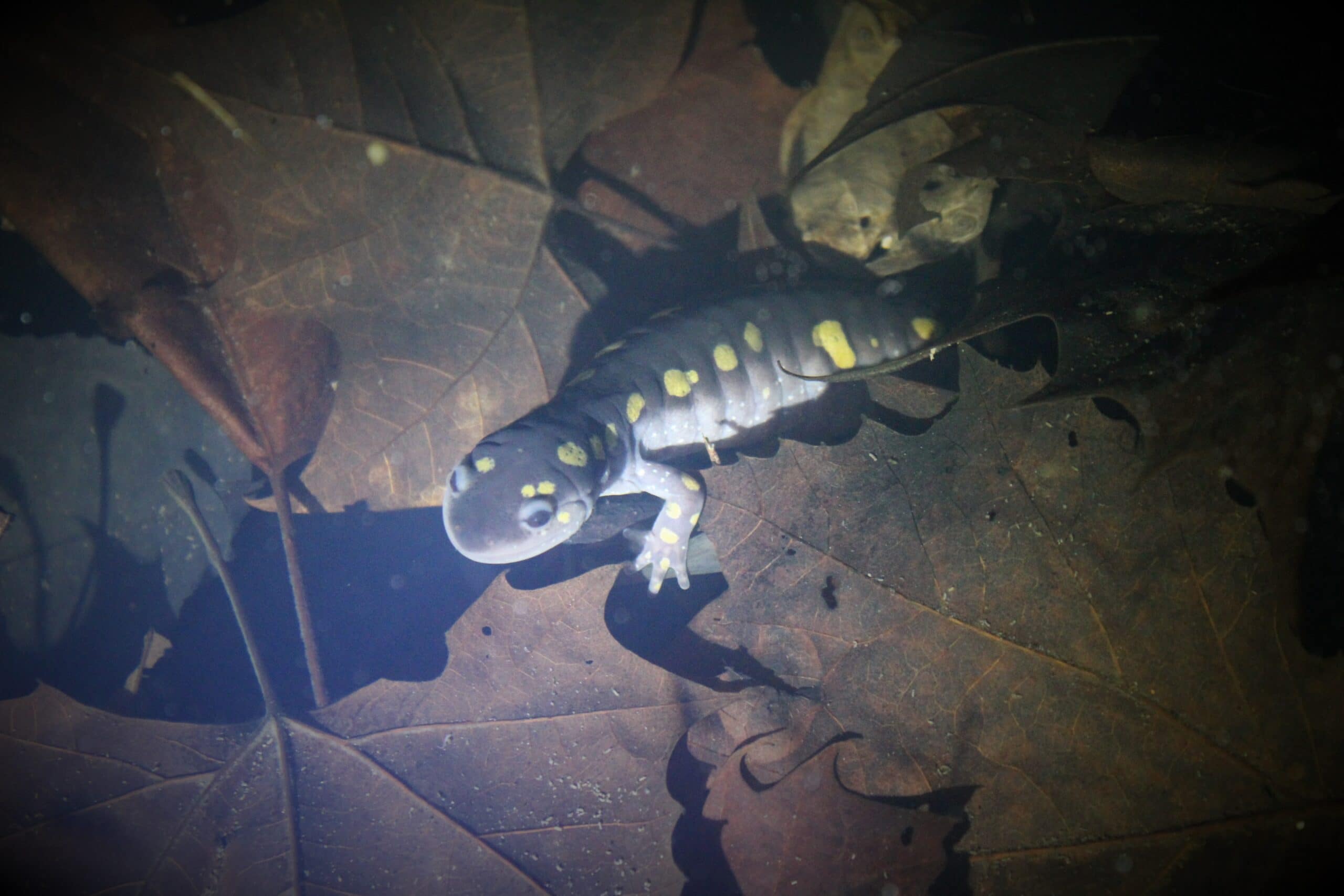 A spotted salamander with yellow spots swimming over a pile of leaves in the water.