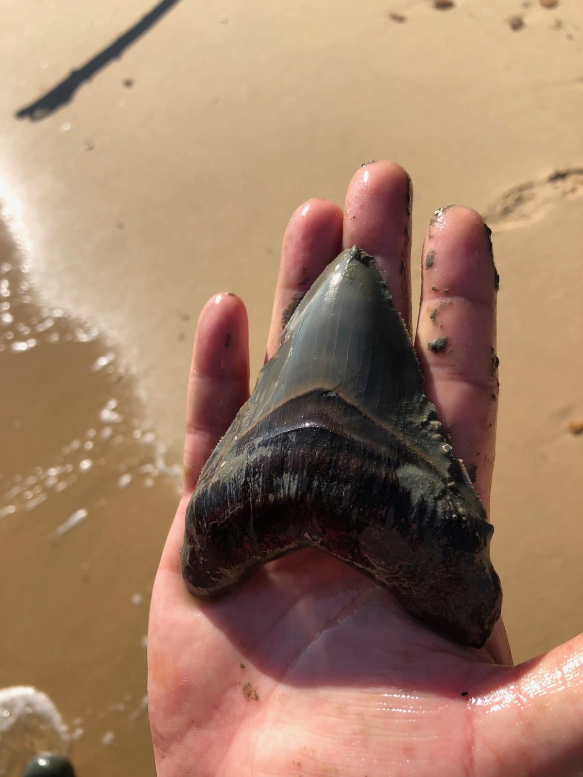 Tuesday, April 20, 2021: Maryland’s Fossil Sharks: What Tales Do Shark