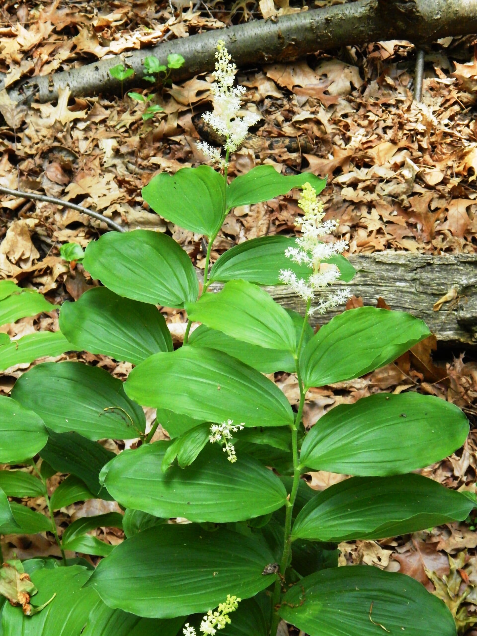 False Solomon's Seal in flower