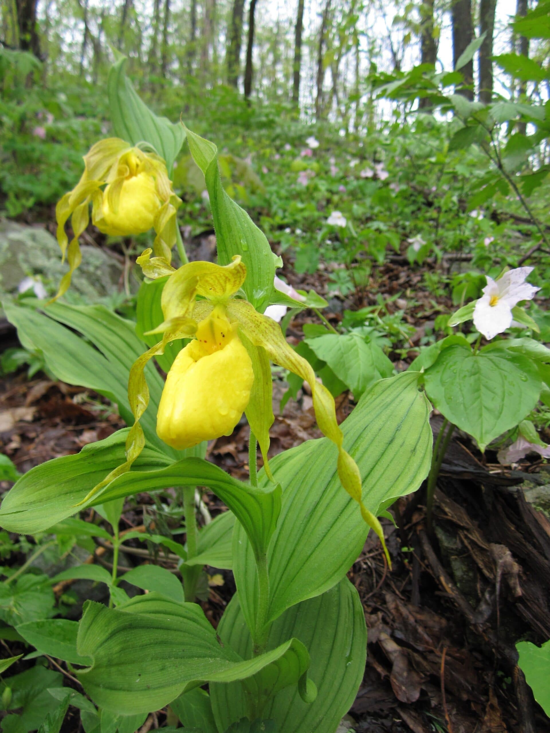 Ladyslipper orchid