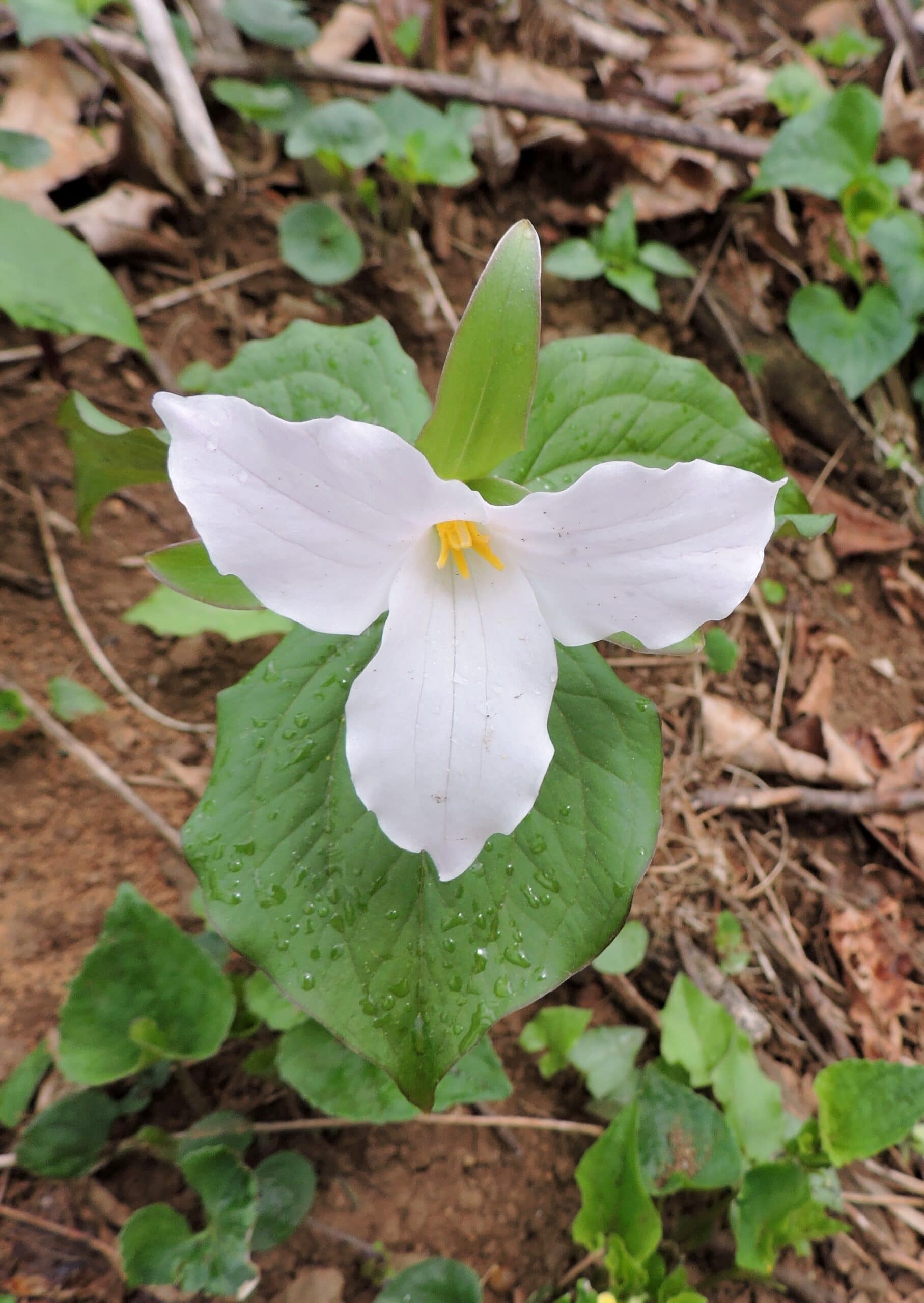 great white trillium up close