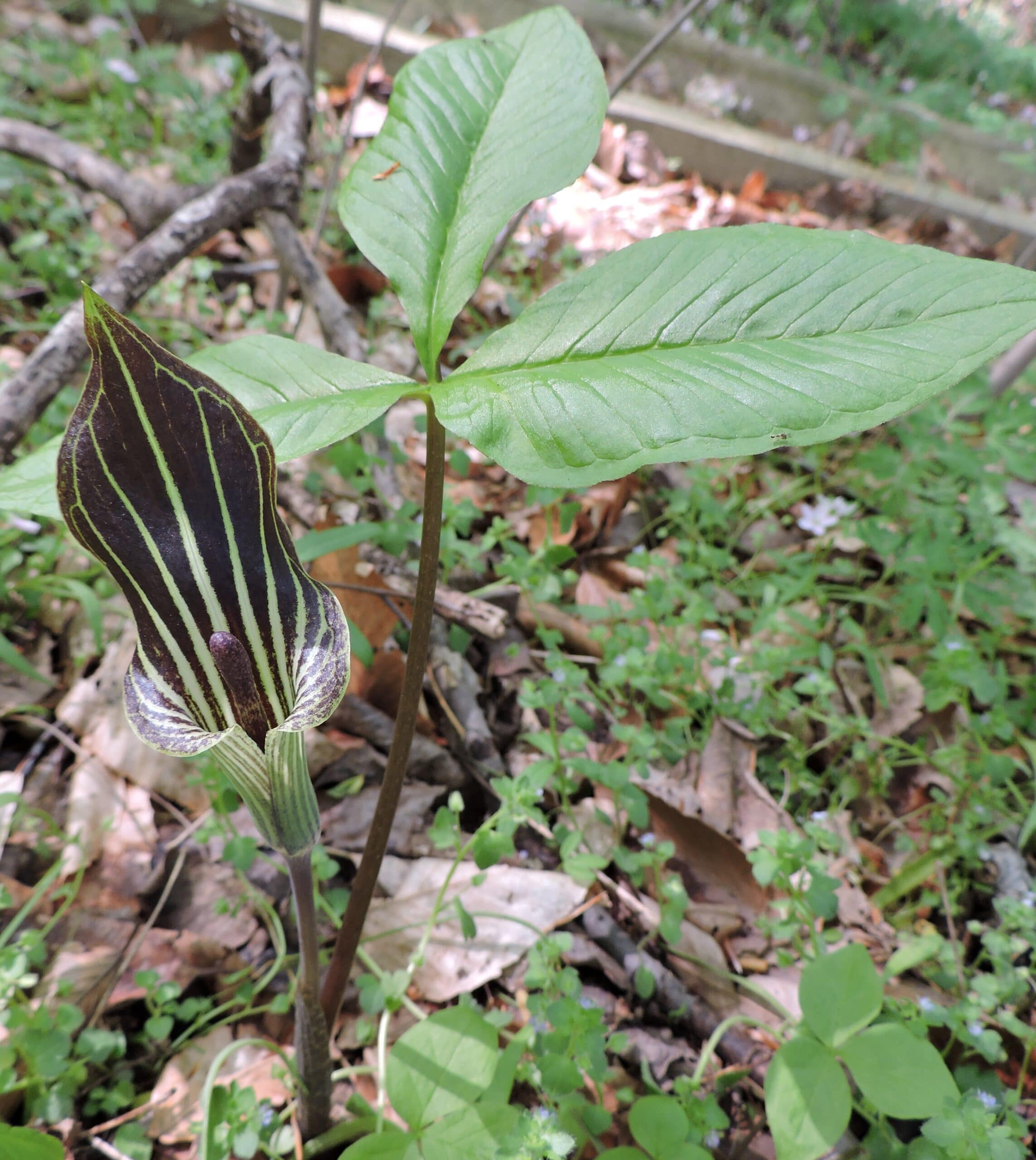 jack in pulpit striped