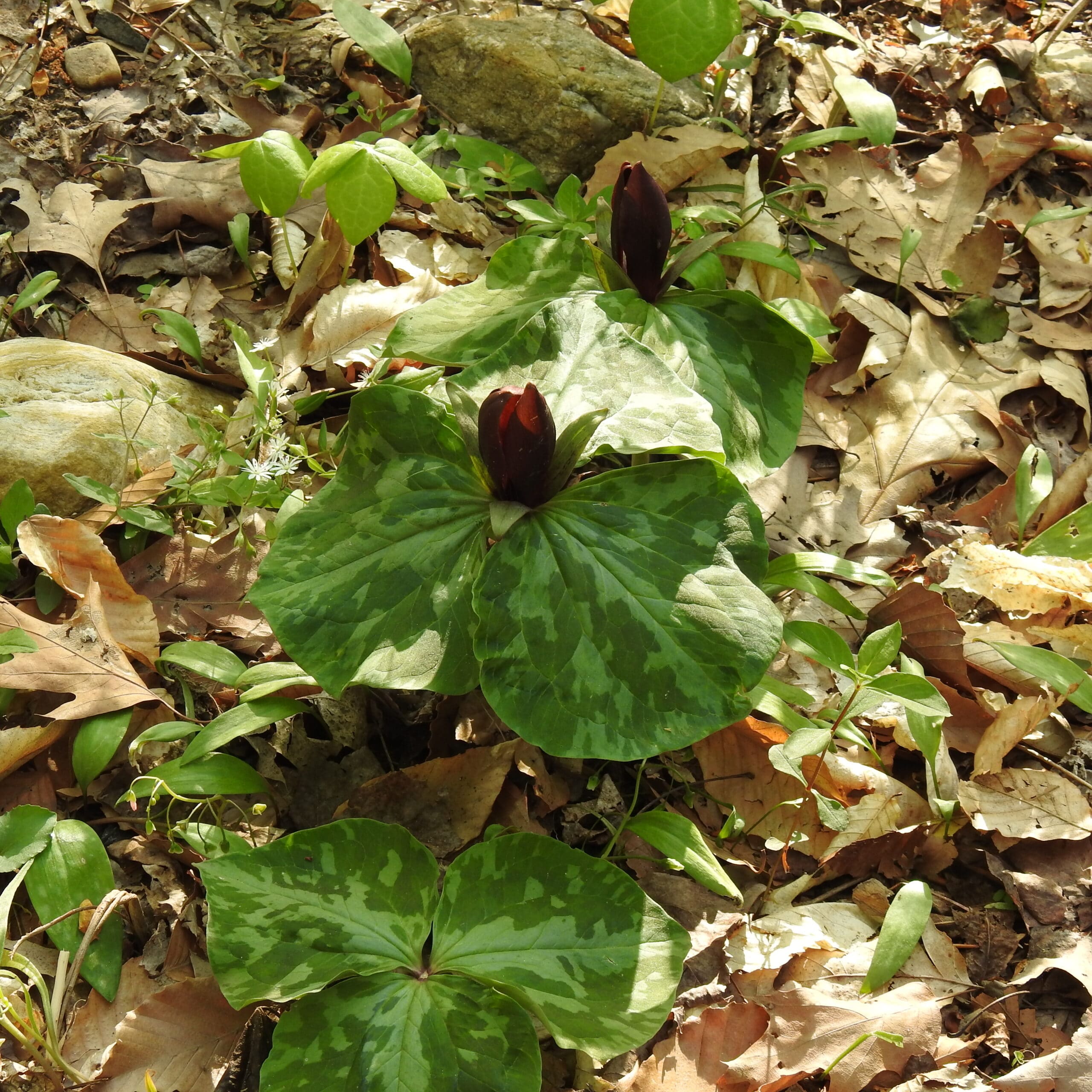 trillium sessile