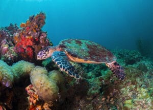 Sea turtle swimming over colorful coral reefs