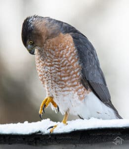 A hawk inspects its feet while perched on a snowy branch
