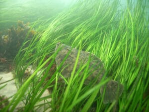 Underwater photo of a brown, gray and black-spotted fish resting in a bed of bright green eelgrass