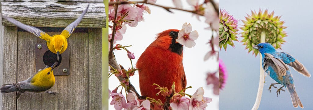 three side-by-side photos of birds (two yellow and gray birds in a birdhouse, a red cardinal with a cherry blossom in its mouth, and an indigo bunting amid thistles