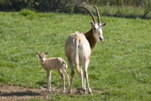 Mother scimitar-horned oryx and calf on grassland