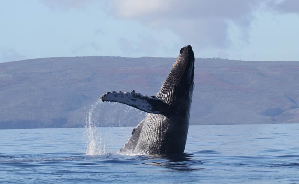 A humpback whale breaches the surface of a blue ocean, with one fin extended