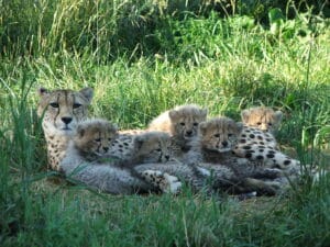 Mother cheetah lying on grass with five cheetah cubs