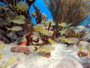 School of yellow fish with white stripes swims around a coral reef
