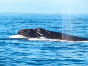 The upper head and back of a northern right whale breach the surface of a blue ocean, creating foamy white bubbles around it.