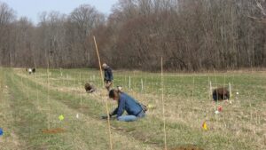 Volunteers plant trees in an open field as part of a previous experimental forest restoration.