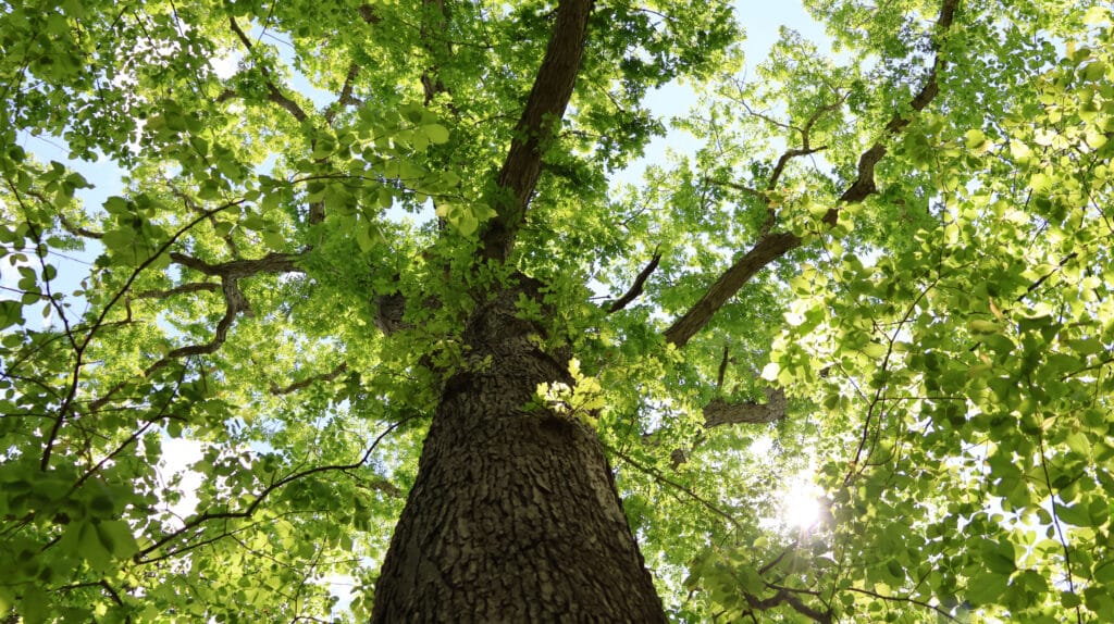 View looking up at the canopy of a lush green oak tree, against a clear blue sky.