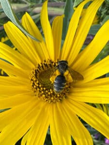 Closeup of a small black bee resting in the center of a yellow flower with many long, thin petals.