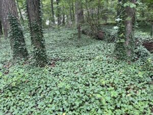 Invasive English ivy carpets a forest floor and winds up two brown tree stems.